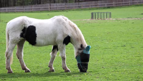 Horse-wearing-protective-mesh-fly-mask-hood,-while-grazing-in-a-field