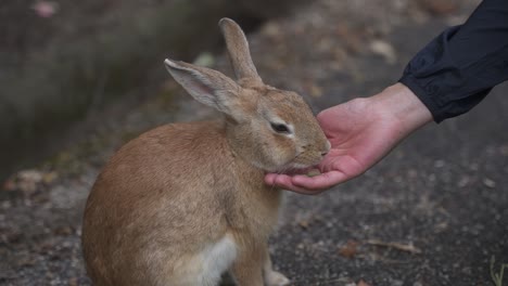 japans bunny island, close slow motion shot of hand feeding rabbit