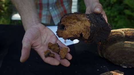 chaga mushroom samples, ready to make mushroom melody tincture