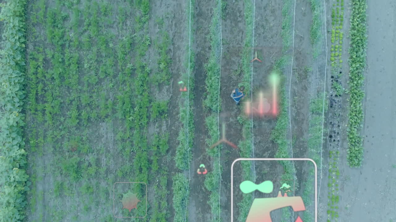 Drone monitoring crops with data overlay animation on agricultural field