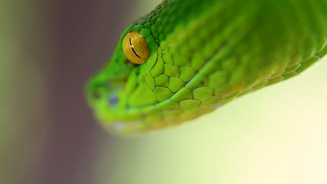 la víbora de labios blancos es una víbora venenosa endémica del sudeste asiático y a menudo se encuentra durante la noche esperando en una rama o rama de un árbol cerca de un cuerpo de agua con muchos alimentos