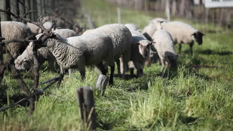 A-herd-of-sheep-are-grazing