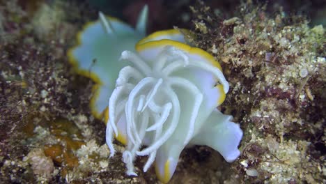 close up of gills from chromodoris nudibranch