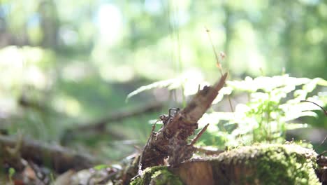 Slow-motion-branch-in-forest