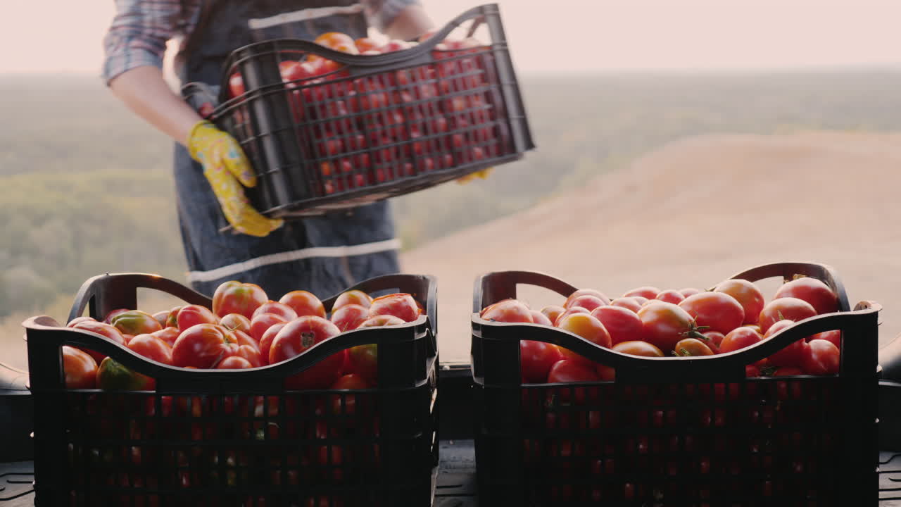 여자 농부가 차 트렁크에 토마토 상자를 싣고 있다