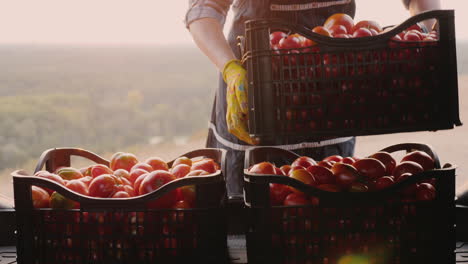 mujer agricultora carga cajas con tomates en el maletero de un coche