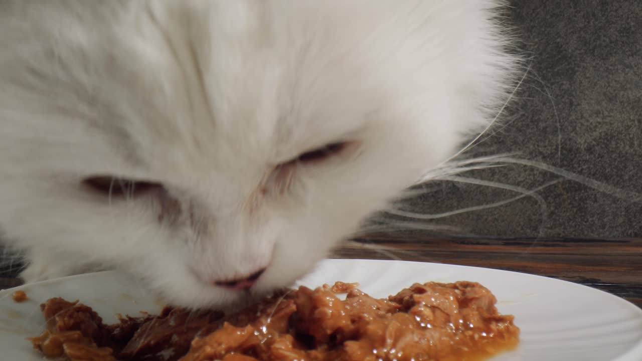 고양이가 고양이 음식을 먹습니다.