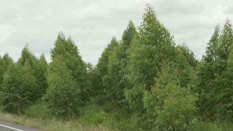 la plantación de eucalipto ha crecido para la industria en el viento natural