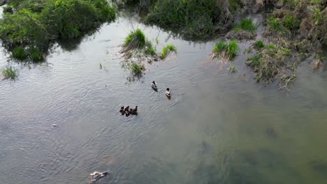 Aerial-view-of-Merganser-ducklings-and-mallard-ducks-in-marshy-wetland-habitat