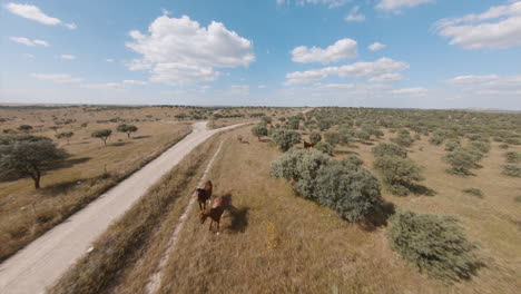 volando sobre un campo rural con exuberantes árboles verdes y caballos pastando durante el día - disparo de drones