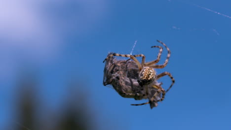 spider eating prey on a web against a blue sky