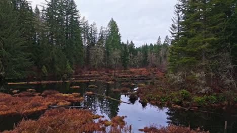 Pacific-Northwest-creek-low-angle-in-Evergreen-forest-in-Washington-State-on-a-cloudy-day