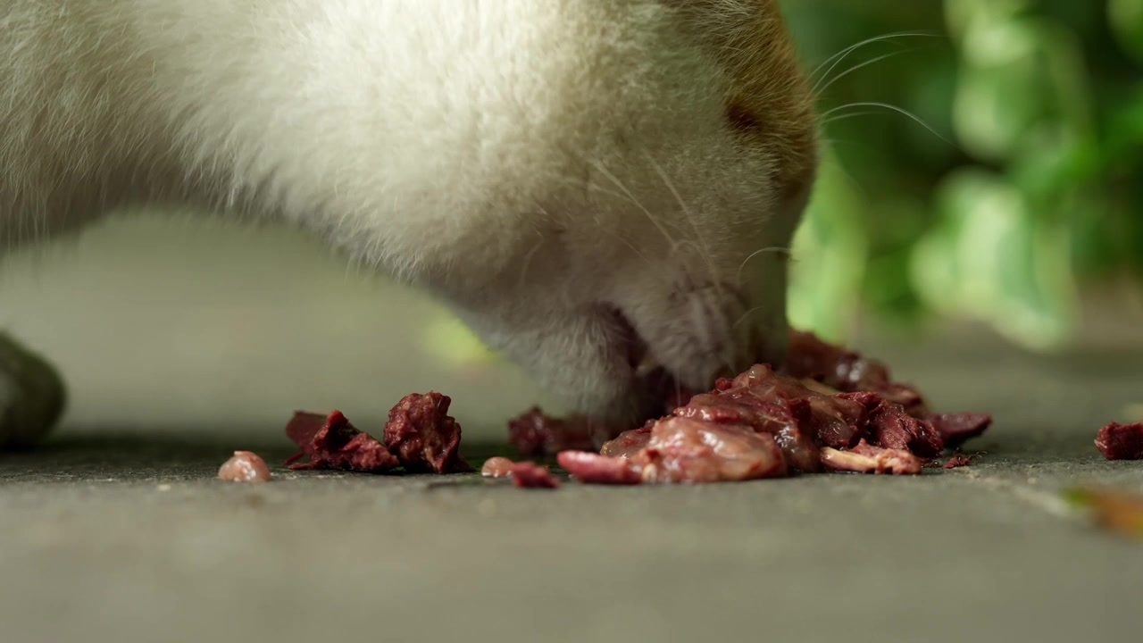 Weiß-rote Parkkatze frisst Futter in einem Stadtpark in Shanghai (4k25p)