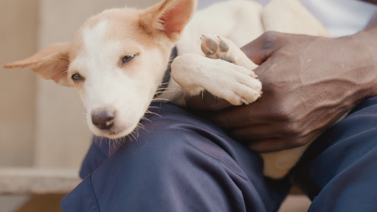 Dog caring affection. Kind person tending playful dog. Gentle caretaker showing love to lively puppy. Compassionate dog keeper gently nurturing lively young pet with careful attention