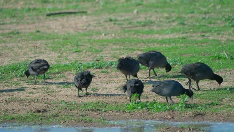 eating grass on a riverbank