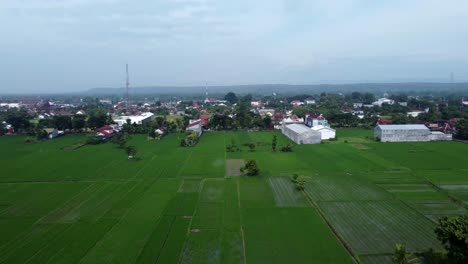 Aerial-shot-of-a-border-between-rice-fields-and-residential-areas