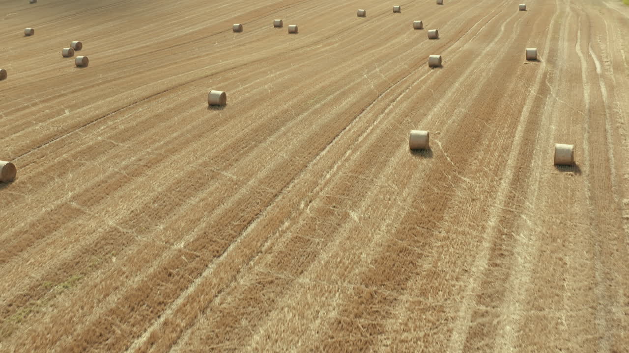 Glides over a wide golden field of hay bales