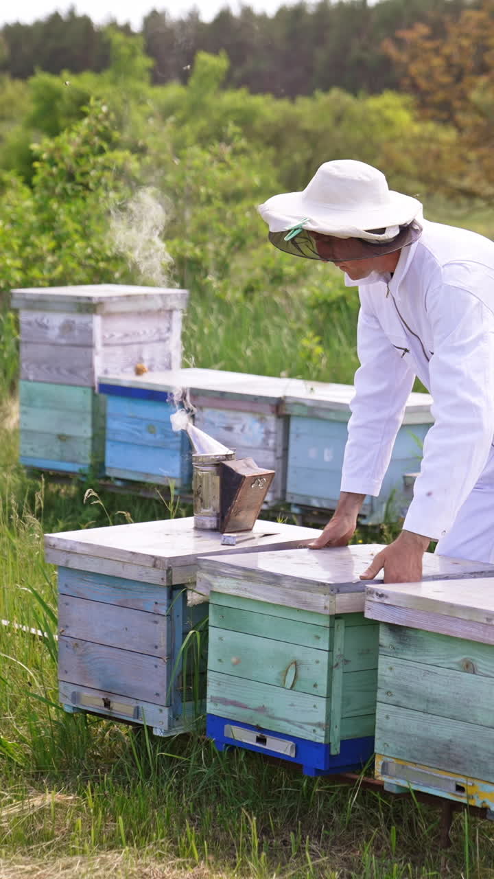 Apiarist in white clothes checking up bee hives at farm. Man in hat opens the lids on the beehives. Green forest at backdrop. Vertical video