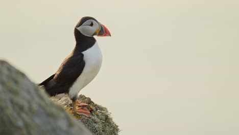 puffin on rocks at top of cliffs on coast at skomer island, atlantic puffin perched on a rock, perching and looking around, uk birds and wildlife