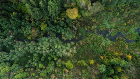 view of a swamp flowing in dense woods during autumn in sommerain, houffalize, belgium