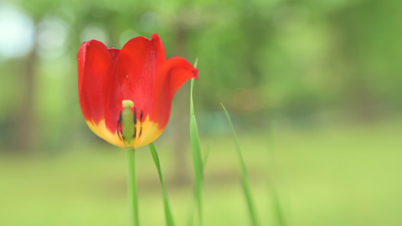 Close up of a red tulip in a garden