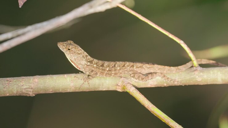 brown anole lizard reptile displaying red dewlap throat fan on branch