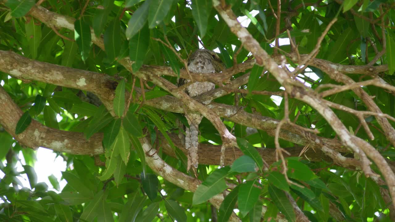 Burung Tawny Frogmouth nokturnal bertengger dan berkamuflase di antara dedaunan lebat pohon mangga di Cape York terpencil, Australia. Konsep satwa liar Australia, kamuflase alami, dan perilaku malam