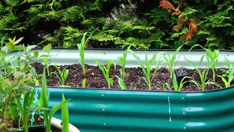 maíz, maíz dulce, que crece en un lecho de verduras de metal elevado