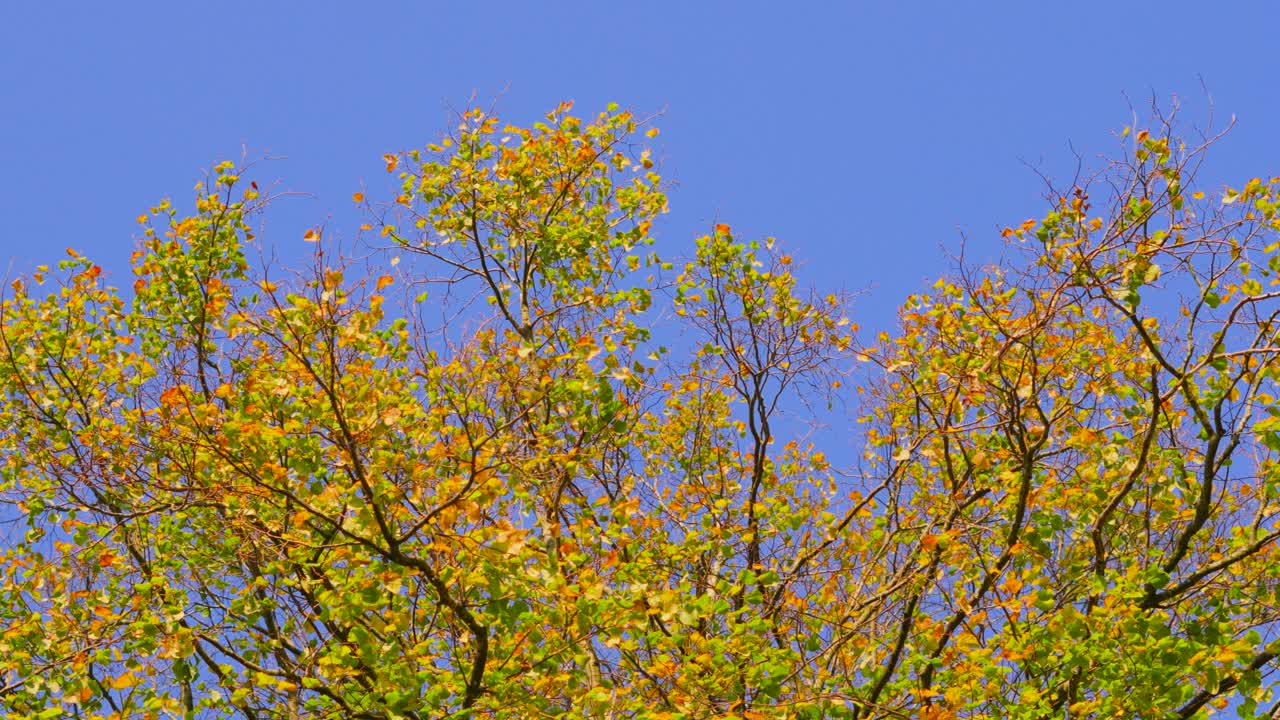 Autumn Changing Leaves on Large Tree During Fall Season with Bright Blue Sky Background