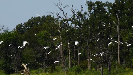 Garzas-Blancas-Y-Garzas-Aterrizando-En-Los-árboles