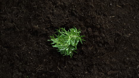 rosemary herb growing from fertile ground in slow motion - top view of evergreen leaves