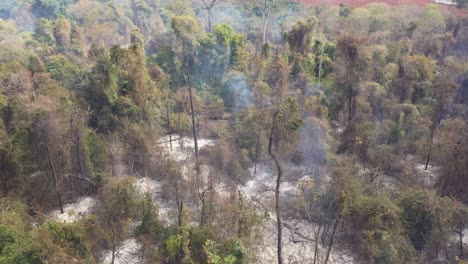 Burnt-area-of-vegetation-in-Cerrado,-Campinas-City,-Brazil