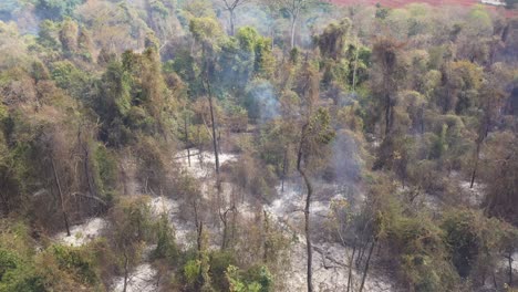 burnt area of vegetation in cerrado, campinas city, brazil