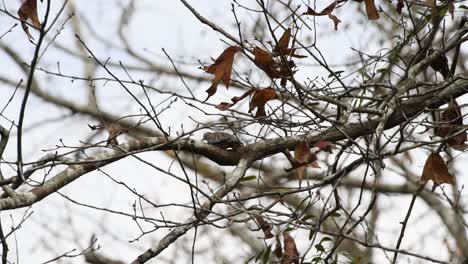 common ground dove moving around on a branch in a tree