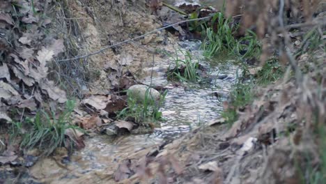 Mini-Río-Que-Fluye-A-Través-Del-Bosque