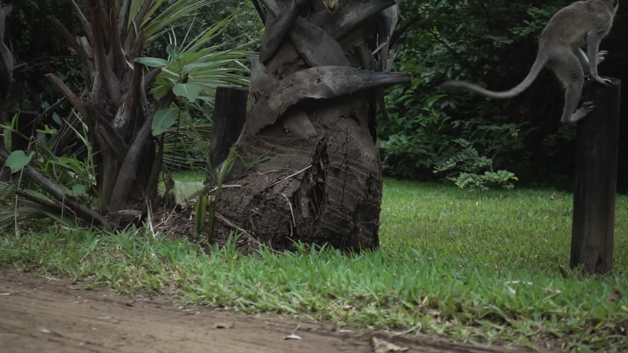나무 기둥에 점프하는 야생 아프리카 버벳 원숭이의 꾸준한 슬로모 샷