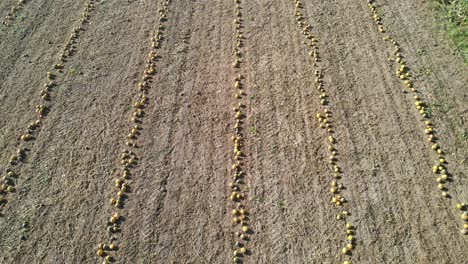 Aerial-Shot-Over-Pumpkin-Patch-Farmland-with-Pumpkins-Ready-for-Halloween-Harvesting