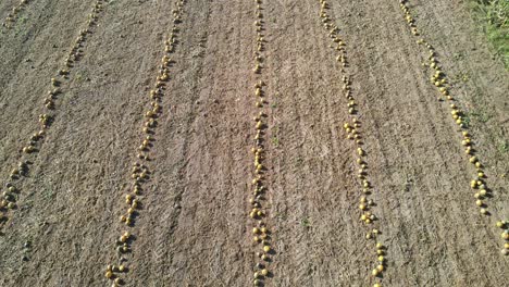 aerial shot over pumpkin patch farmland with pumpkins ready for halloween harvesting