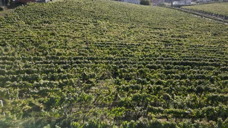 Aerial-dolly-above-vineyards-above-Ribeiro-in-Toen,-Ourense,-Galicia,-Spain-at-golden-hour