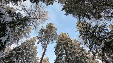 impresionante tiro giratorio desde el suelo del bosque y arriba en las copas de los árboles altos llenos de nieve y un cielo azul detrás