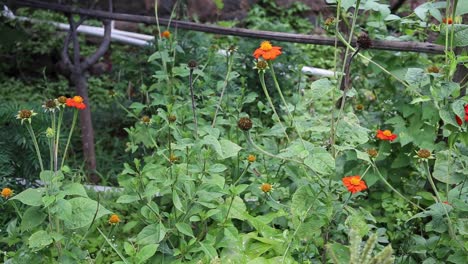 red sunflower plant in a garden