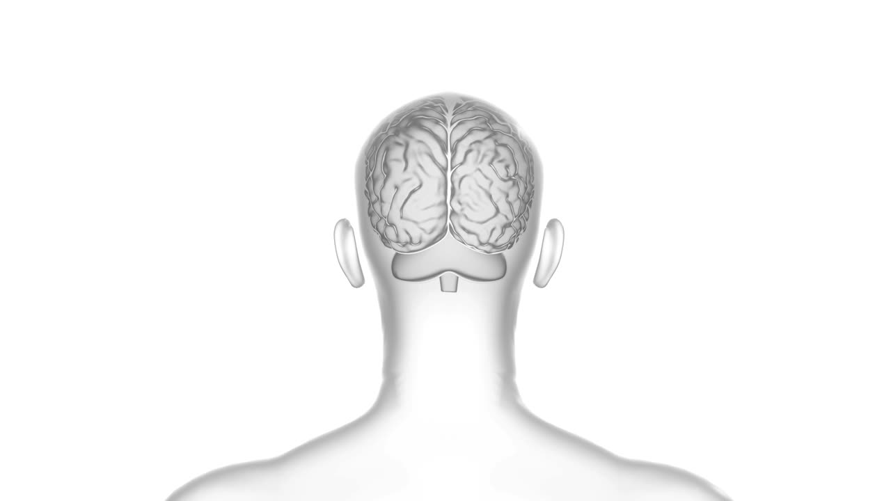 мозг, мужская человеческая голова, бесперебойная петля