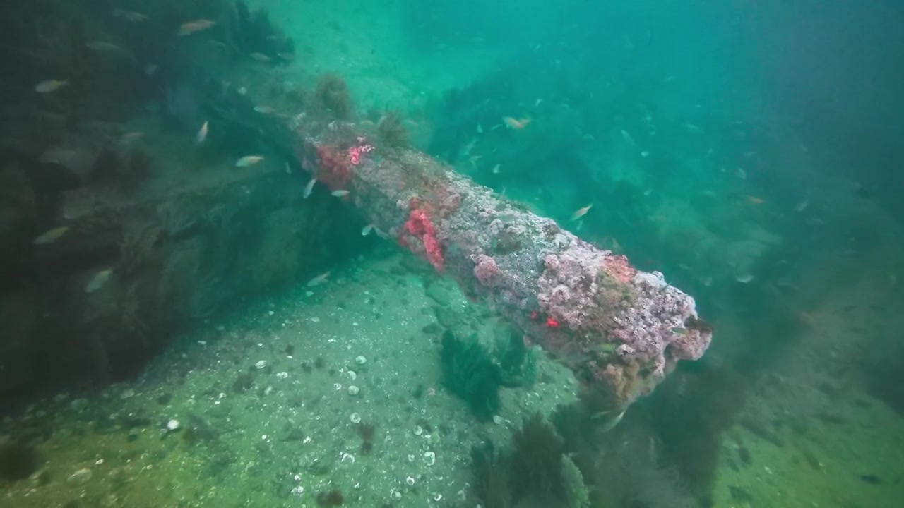 Hermosa Beach Artificial Reef, showing pier pilings with seafans and strawberry anemones (Corynactis californica). Small fish surround one of the angled pilings