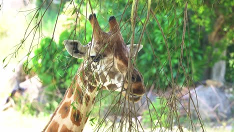 Close-up-head-shot-of-a-giraffe,-large-African-hoofed-mammal,-tallest-living-terrestrial-animal-and-the-largest-ruminant,-browsing-on-woody-plants