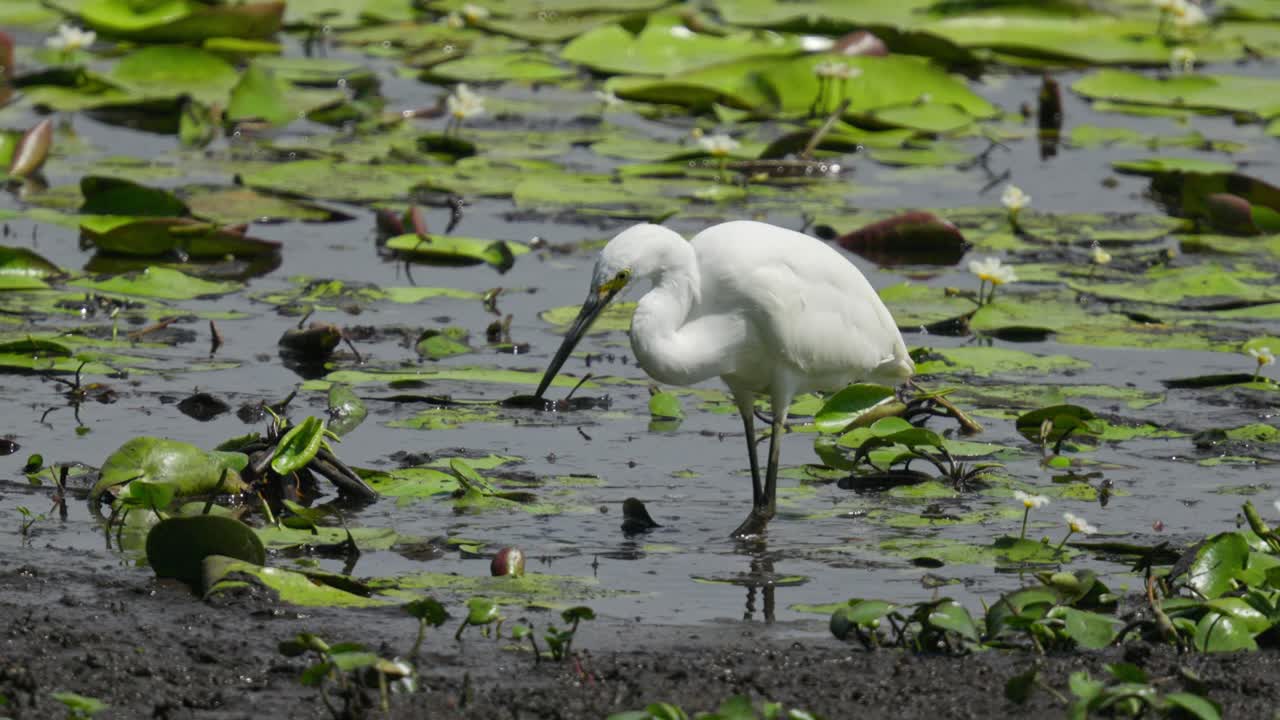 이그레트 (white egret) 는 릴리 (lily) 로 인 연못에서 물 속에 발을 움직여 물고기를 잡으려고 한다