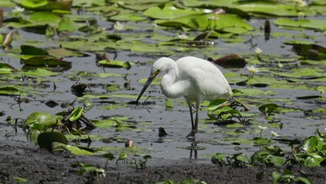 White-egret-tries-to-catch-fish-in-a-lily-clad-pond-by-moving-its-foot-in-the-water