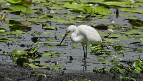 la garza blanca trata de atrapar peces en un estanque cubierto de lirios moviendo su pie en el agua