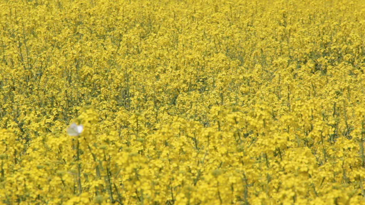 canola de colza floreciente o colza en latín brassica napus, planta para la energía verde y la industria petrolera, semilla de colza en el fondo del día soleado