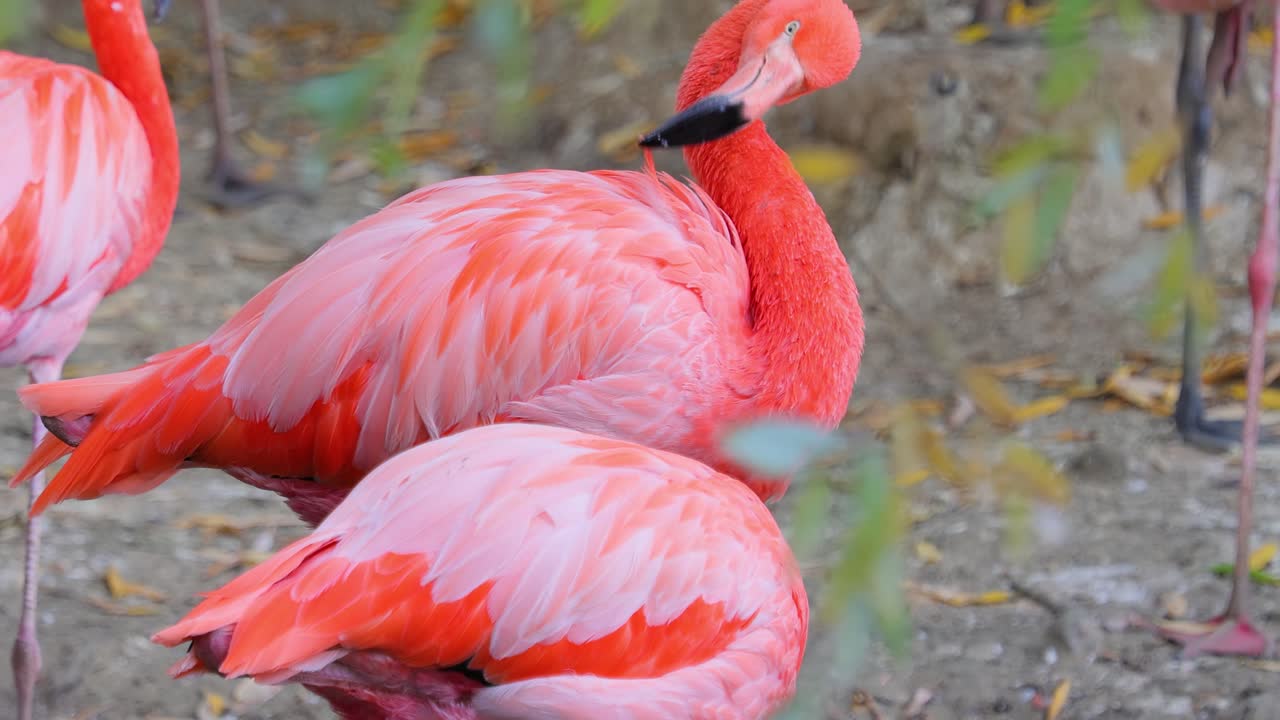 플라밍고 또는 플라밍고 (flamingo) 는 페니코프테리포르메스 (phoenicopteriformes) 의 유일한 조류 가족인 페니코프테리포르메스 (phoenicopteridae) 에 속하는 조류의 일종이다.