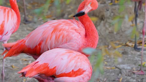 los flamencos o flamencos son un tipo de ave de vadeo de la familia phoenicopteridae, la única familia de aves en el orden phoenicopteriformes.